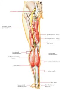 https://hssh.health/wp-content/uploads/2023/11/Sciatica-Leg-Anatomy-205x300.jpg