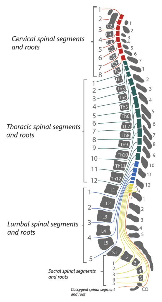 Diagram of the spine