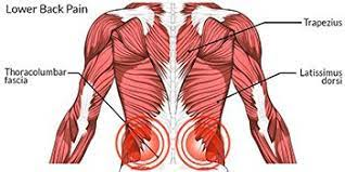 graphic showing back muscles