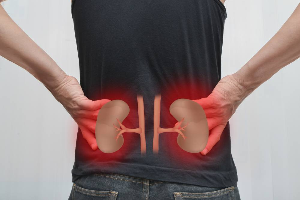 graphic showing where the kidneys are on the body